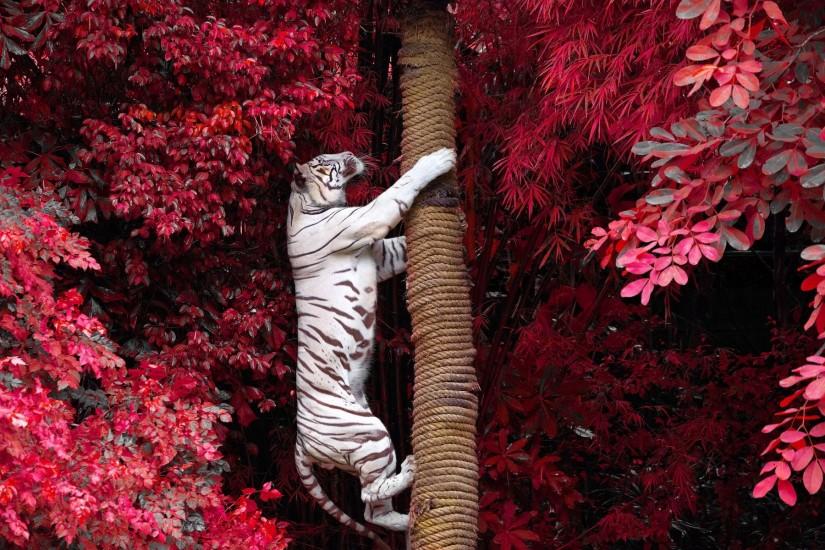 HD Wallpaper | Background ID:553830. 1920x1200 Animal White Tiger. 114  Like. Favorite