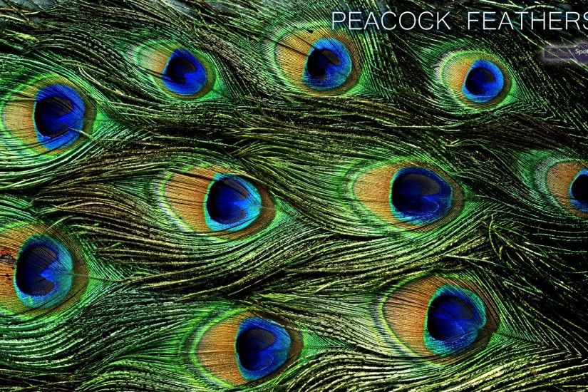 Peacock feather desktop - photo#10