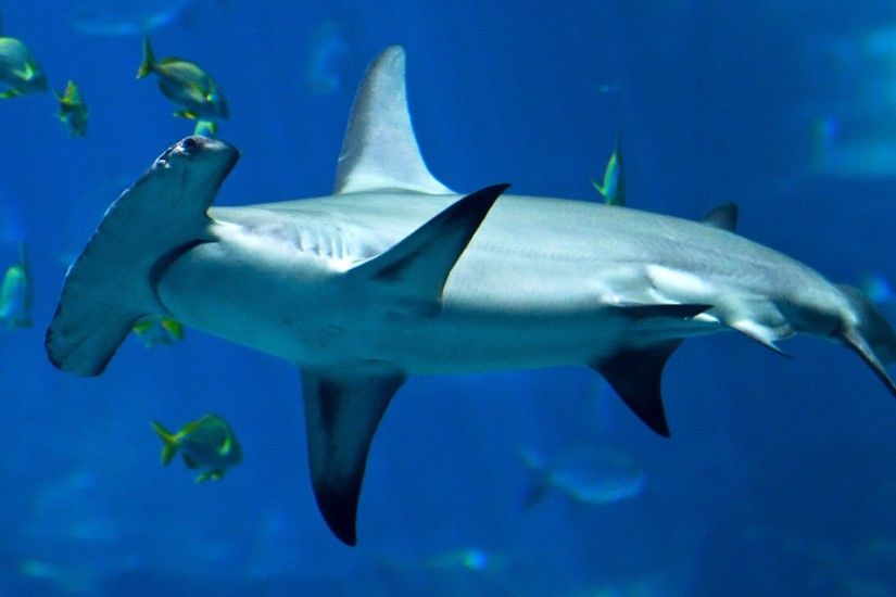 Best 20+ Hammerhead shark facts ideas on Pinterest | Hammerhead shark, What  are sharks and Big great white shark