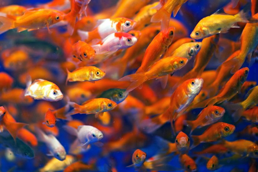 Animal - Goldfish Fish Gold Fish Wallpaper