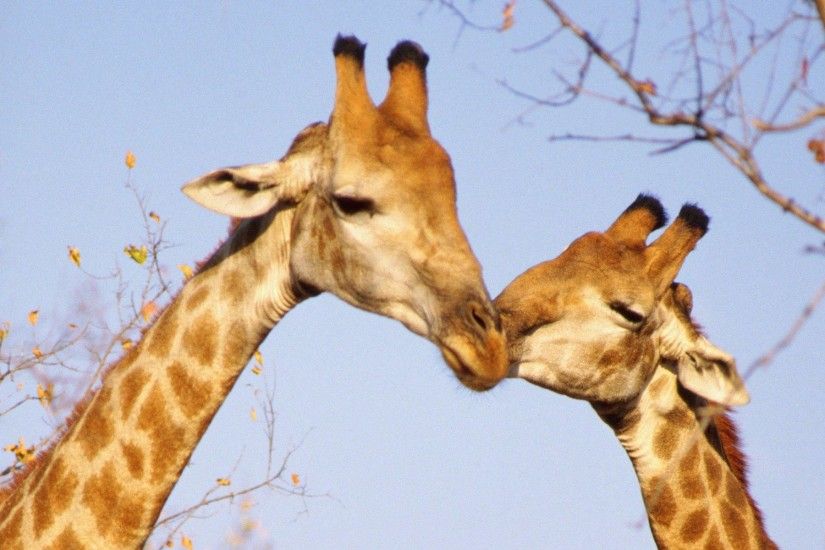 Two Huddled Giraffe