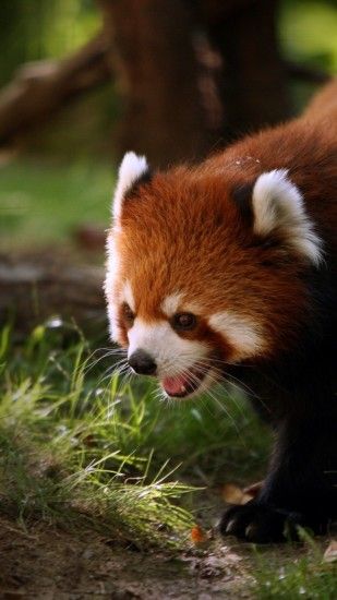 1080x1920 Wallpaper red panda, walk, face, hair