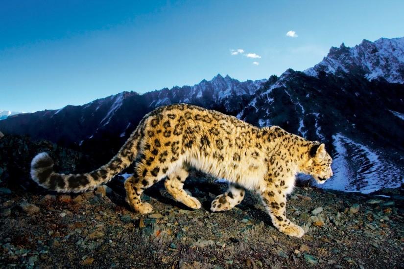Snow Leopard Awesome Wallpapers