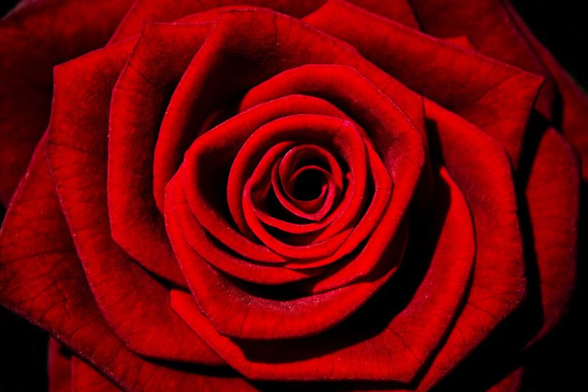 Awesome Red Rose