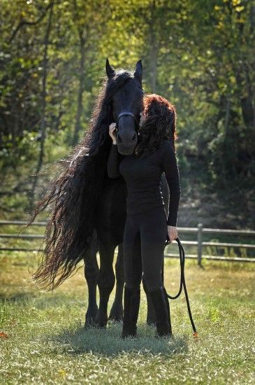 ... nice black friesian horse running autumn stock photo amazing galloping  s p hd youtube amazing black friesian ...