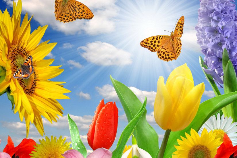 Download Wallpaper 2560x1440 Butterfly, Flower, Plant Mac iMac 27 .