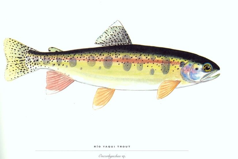 Animal - Trout Artistic Wildlife Fish Wallpaper