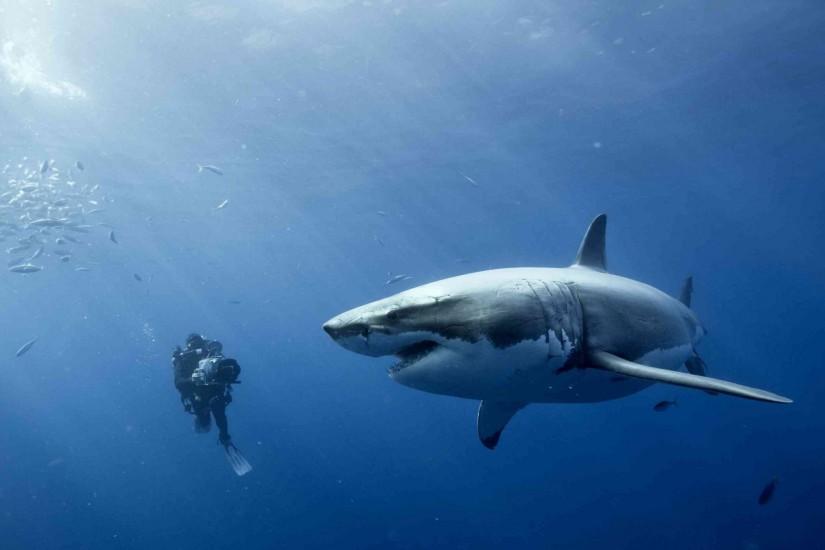 shark wallpaper 2560x1440 image