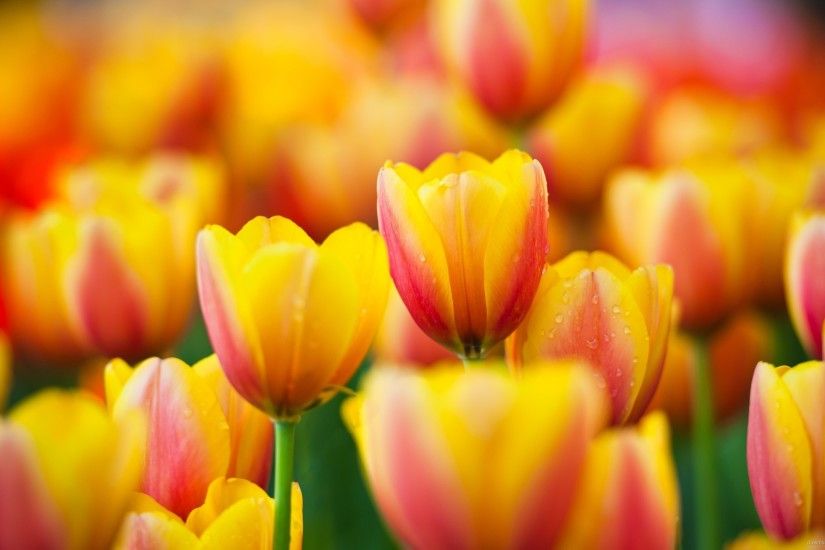 Red And Yellow Tulips for 2560x1440