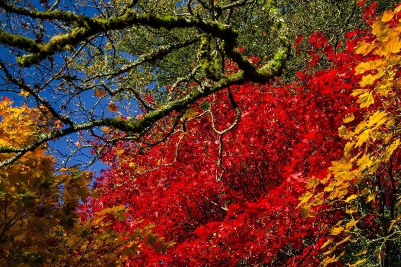 Miscellaneous Trees Tree Fall Colors Leaves Season Nature Bright Autumn  Free Desktop Background : Miscellaneous HD