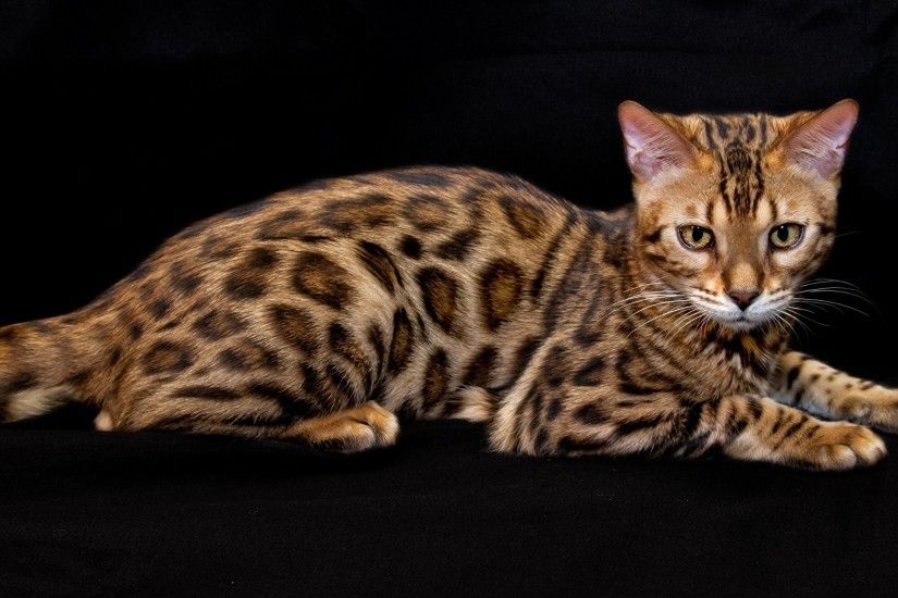 Wallpaper Leopard cat Cats Animals Black background 2048x1152 Bengal cat