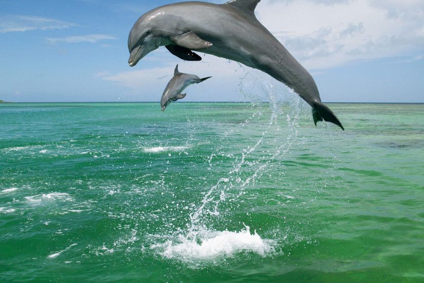 ... Cute Baby Dolphin Wallpaper