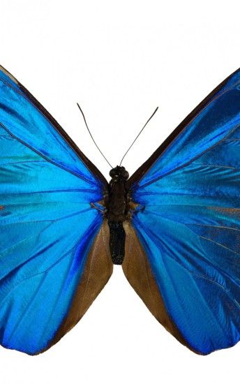 Download Blue butterflies background, Blue butterflies tattoo wallpaper