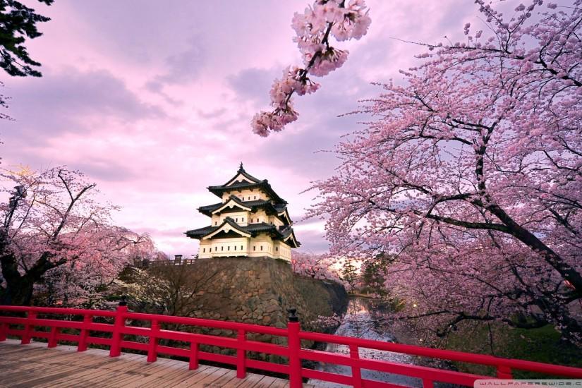 free download cherry blossom wallpaper 1920x1200