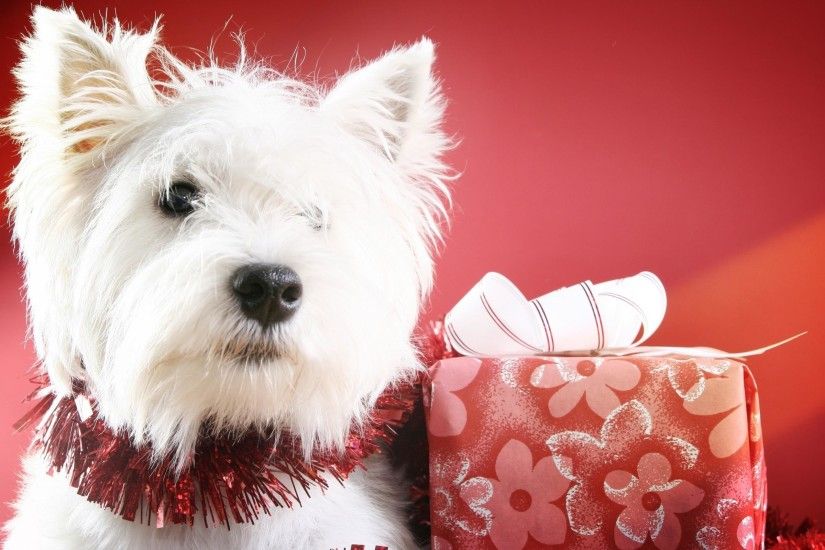 Cute Christmas Westie (West highland white terrier) Puppy .