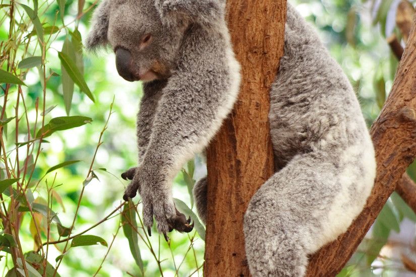 Koala Bear Sleeping