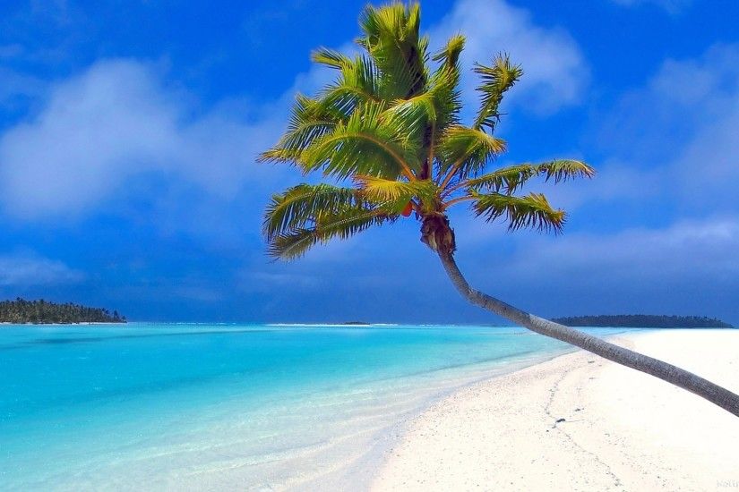 Maldives beach palm