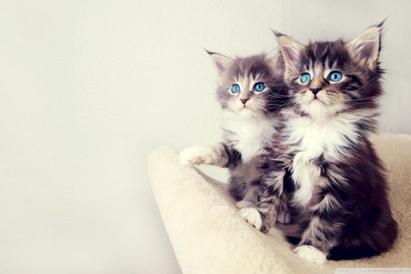 Cute Kittens HD desktop wallpaper : High Definition : Fullscreen .