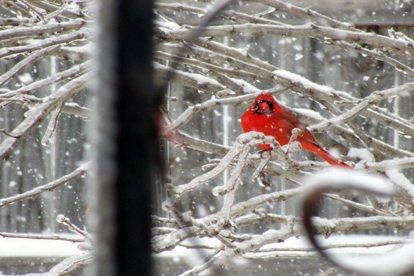 Nature snow birds cardinal northern wallpaper | 1920x1080 | 123740 |  WallpaperUP