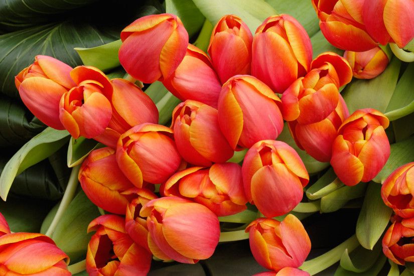 Tulip Flowers Arrangement