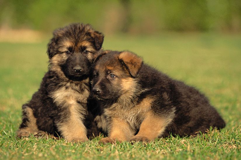 Adorable German Shepherd Puppies - Wallpaper, High Definition, High .