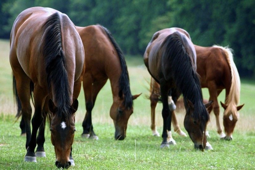 Cute Amazing American Beauty Animal Quarter Grass Eating Horse High  Resolution Desktop Wallpaper Animals Detail