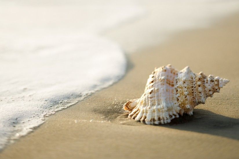 seashells, Beach, Sand, Coast, Nature Wallpapers HD / Desktop and Mobile  Backgrounds