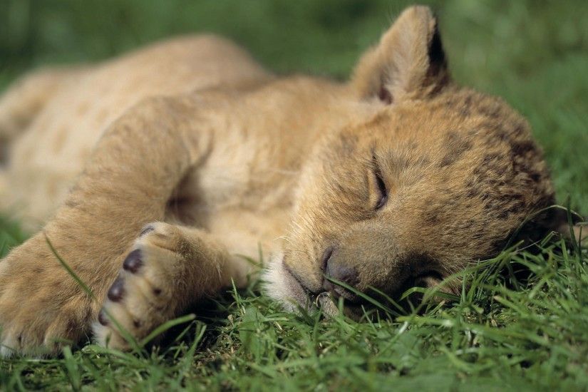 Cute Baby Lion Cub Sleeping Nicely HD Wallpaper.jpg
