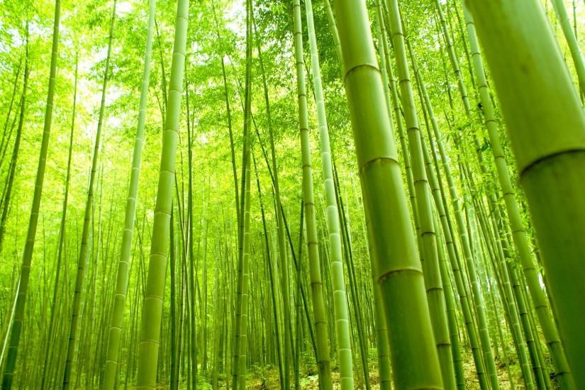 bamboo forest hd wallpaper 1.
