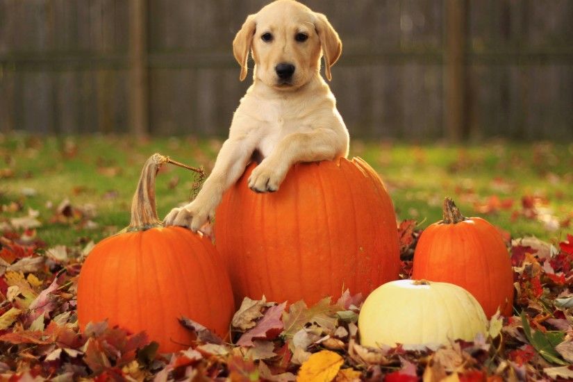 Autumn Free Wallpaper - A pumpkin and a..dog Wallpapers - HD .