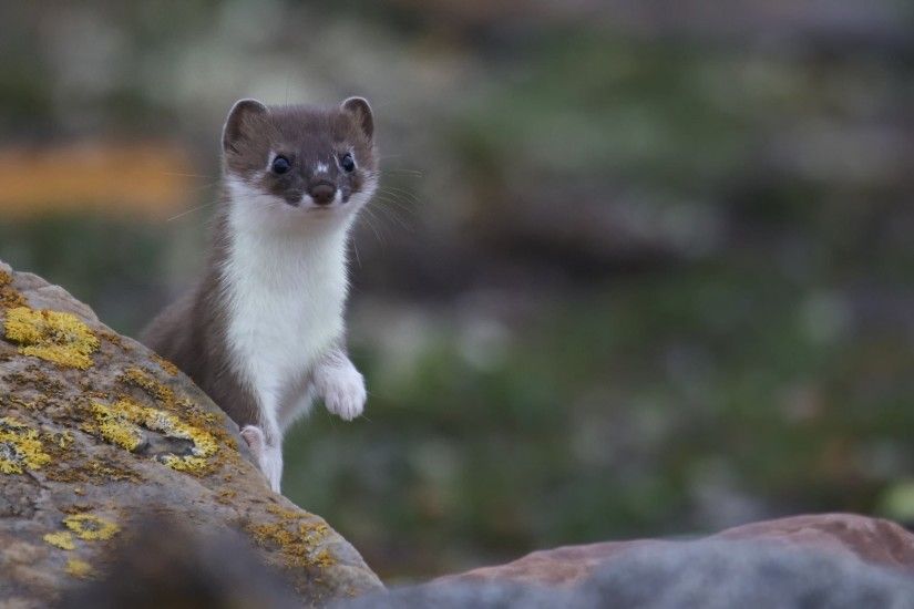weasel ferret snout nature