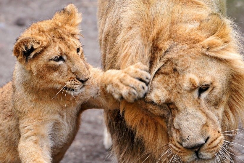 Get the latest lion, lion cub, lioness news, pictures and videos and learn  all about lion, lion cub, lioness from wallpapers4u.org, your wallpaper  news ...