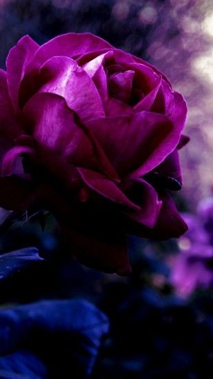 1080x1920 Wallpaper rose, bud, drop, evening, blurring