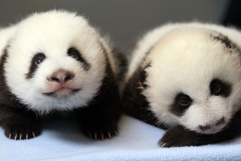 Panda pandas baer bears baby cute (41) wallpaper | 3000x1725 | 364472 |  WallpaperUP