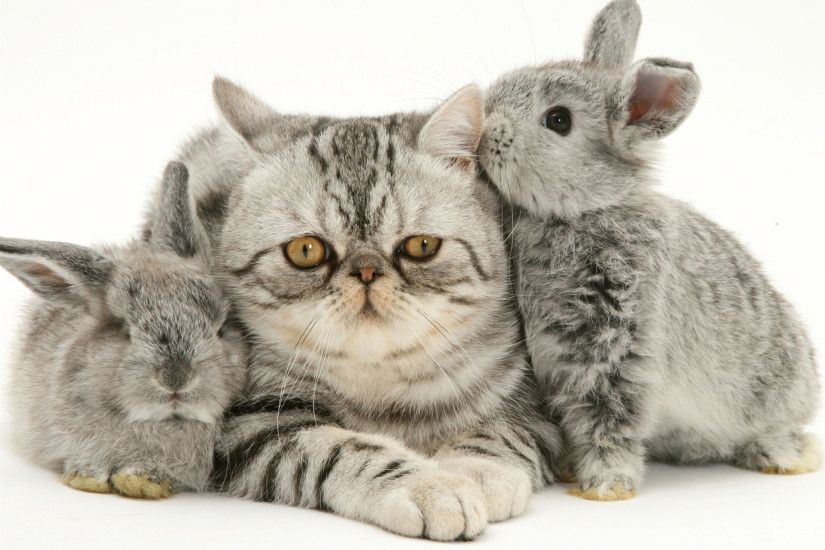 silver exotic cat with two silver baby rabbits. wallpaper ...