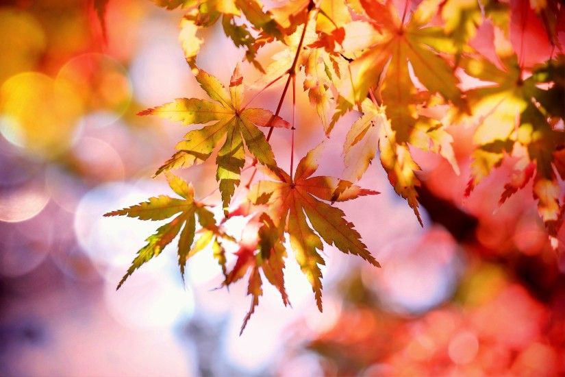 Free stock photo of blur, leaves, autumn, fall