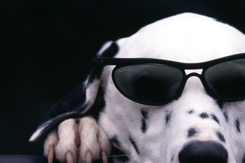 3840x1200 Wallpaper dalmatian, face, sunglasses, dog