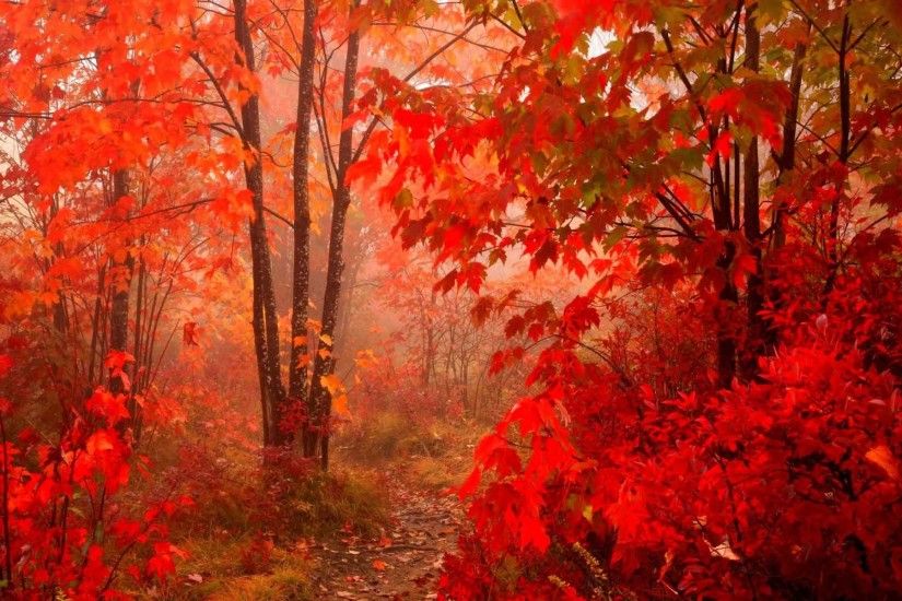 Leaves Nature Season Landscape Autumn Leaf Fall Tree Forest Seasons Color  Wallpaper Of Beauty For Desktop