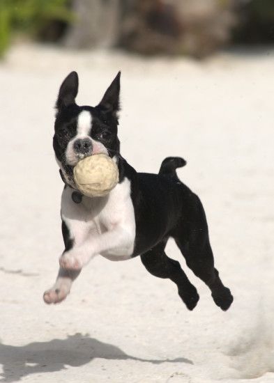Boston Terrier with a ball