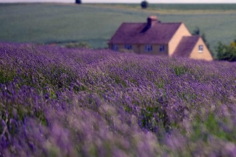 nature England house field lavender sky clouds wallpaper