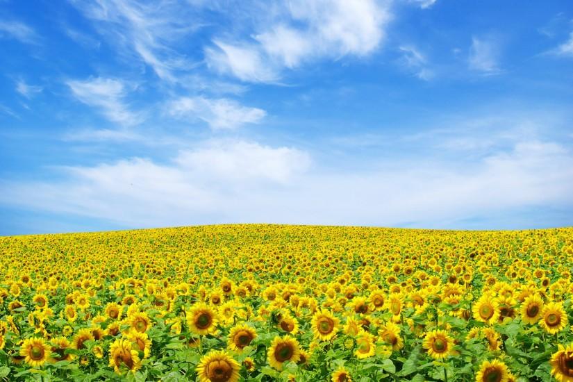 download sunflower background 1920x1200