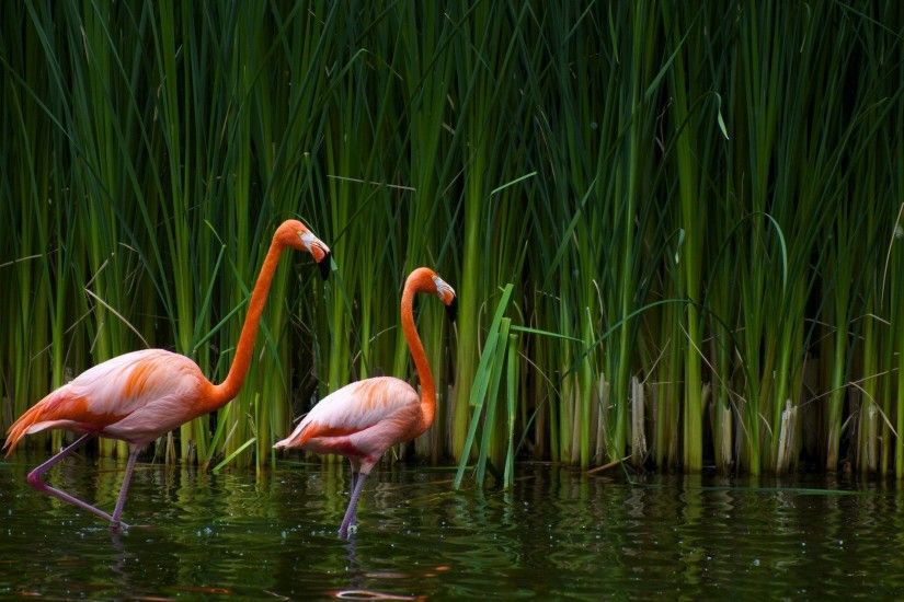 Flamingo HD wallpaper - Animal Backgrounds
