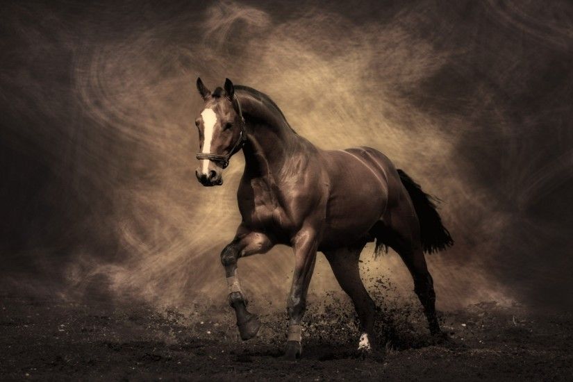 Horses desktop pictures hd wallpaper