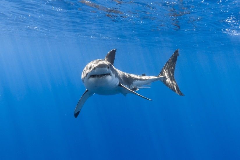 Animals / Great white shark Wallpaper