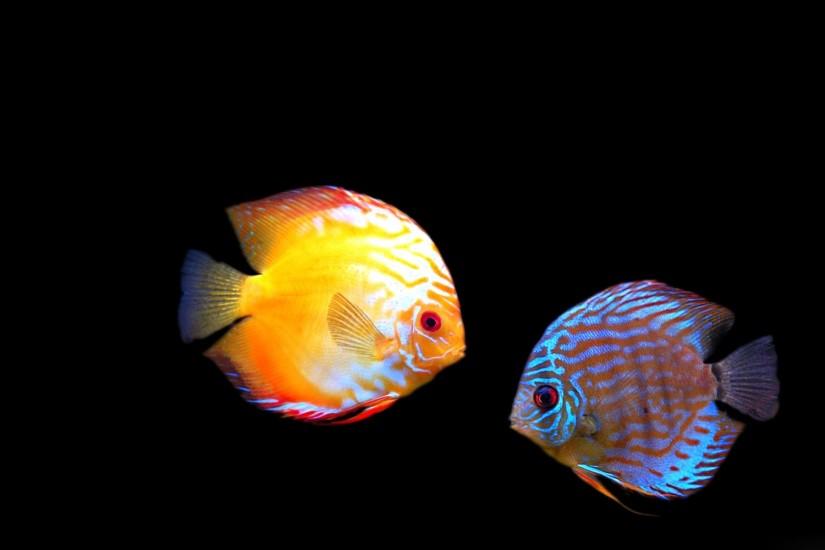Fish Wallpaper Windows 7 13338 Hd Wallpapers in Animals - Imagesci.com