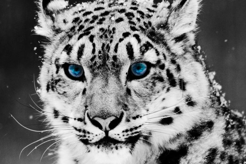 Cool Wallpapers White Tiger HD Wallpaper Cool Wallpapers White Tiger