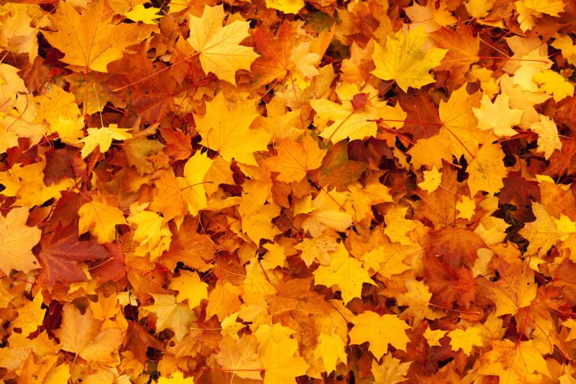 Maple Leaves Background Free Stock Photo HD - Public Domain Pictures