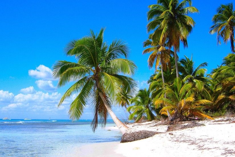 Caribbean shore scenery, sandy beaches, coconut trees, sea wallpaper