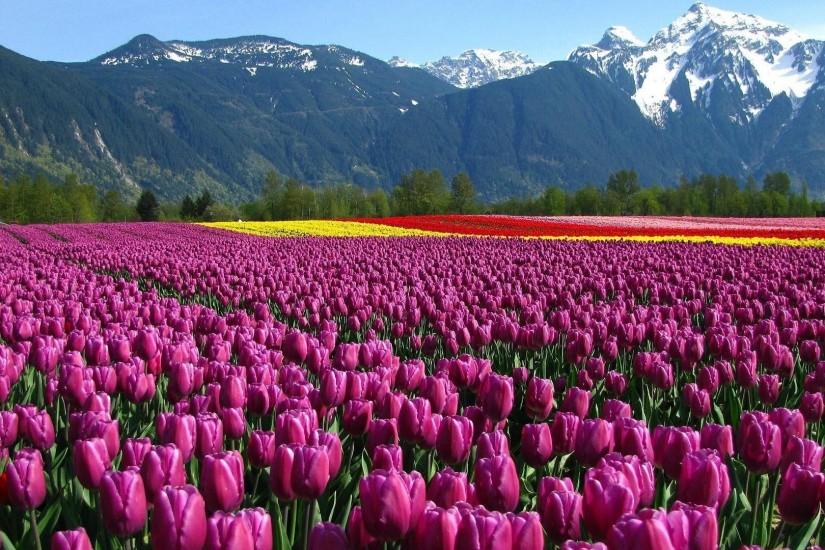 Tulip Field Background
