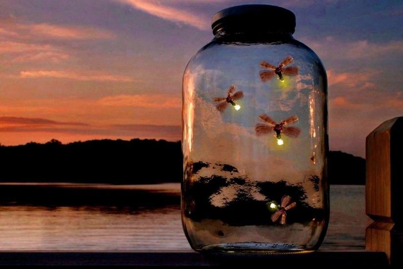 ... Amazing Fireflies Desktop Nature Wallpaper Gallery 1920x1200PX .